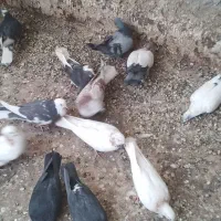 ۱۵کفتر کرفتنی|پرنده|اسلام‌شهر, شهرک قائمیه|دیوار
