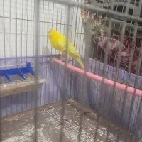 قناری3عدد خوش رنگ ویه دست