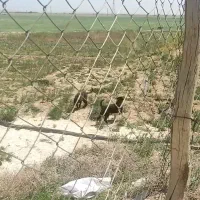توله سگ