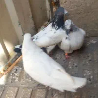 سه تا کفتر خوب پرستی بفرش می‌رسد هرعزیزی خواست|پرنده|قرچک, صالح آباد|دیوار