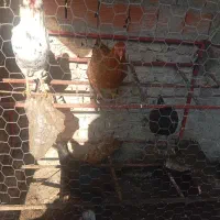 مرغ نوچه|حیوانات مزرعه|مزرعه کتول, |دیوار