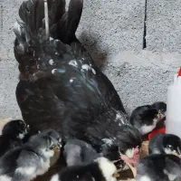 جوجه گلین خروس گلین|حیوانات مزرعه|رشت, بوسار|دیوار