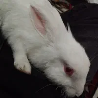 خرگوش آلبینو