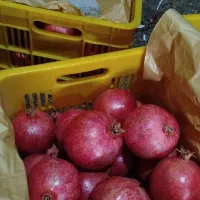 انار صادراتی ساوه|خوردنی و آشامیدنی|رشت, بوسار|دیوار