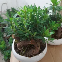 بونسای میخک هندی