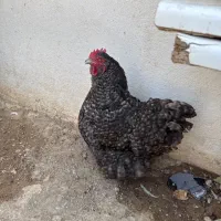 اورپینگتون