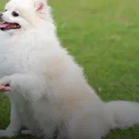 سگ پامرانین