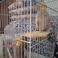 عروس هلندی مولد|پرنده|اهواز, بیست متری شهرداری|دیوار