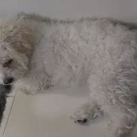 سگ نژاد مالتیزتریر ۷ماهه بازیگوش واکسن زده
