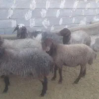 قوچوبره نر مهربان اصیل|حیوانات مزرعه|شیرین‌سو, |دیوار