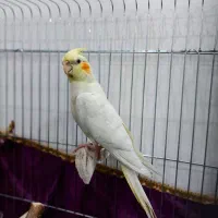 عروس هلندی