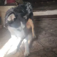 واگذاری سگ هاسکی شناسنامه داره