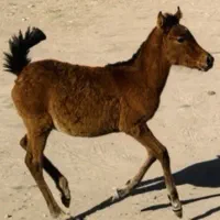 کره اسب
