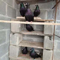 سیاه آبادانی زیبا و تمیز|پرنده|بندر کنگان, |دیوار