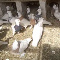 طوقی پاپر، پالخت|پرنده|مبارکه, |دیوار