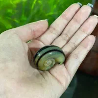 حلزون کلمبیایی اکواریومHONARMAND