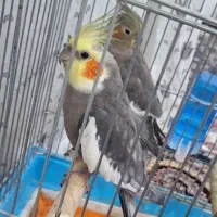 یک جفت عروس هلندی مولد