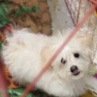 توله سگ شیتزو کراس