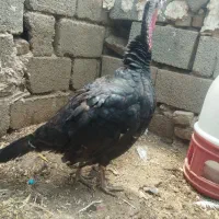 سه عدد بوقلمون آمریکایی ماده|حیوانات مزرعه|سبزوار, کهنه آب|دیوار