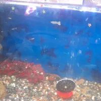 فروش بچه ماهی گوپی و مولی|ماهی|اهواز, بیست متری شهرداری|دیوار