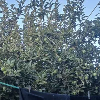 باغ در جاده ننیز بعد کشتارگاه