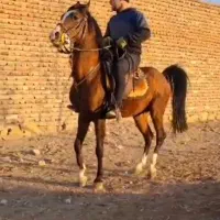 اسب کورد