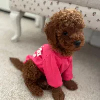 پودل تاینی&توی عروسکی