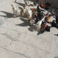 خسی محلی اصل.|حیوانات مزرعه|مارگون, |دیوار