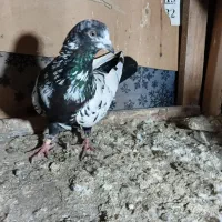 کبوتر|پرنده|لولمان, |دیوار