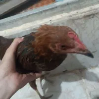 یک مرغ و یک خروس با ۴تا جوجه|حیوانات مزرعه|مشهد, انقلاب|دیوار