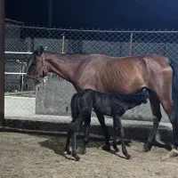 اسب مادیان آرام و سواری دار