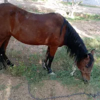 اسب مادیون کردی|اسب و تجهیزات اسب‌سواری|دماوند, دماوند|دیوار