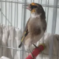 سهره نر دورگ