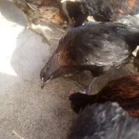 جوجه مرغ جهادی 83|حیوانات مزرعه|تربت‌حیدریه, پائین ولایت|دیوار