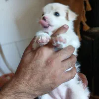 سگ پامر شیتزو|سگ|سیرجان, |دیوار