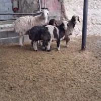 میش بره دار|حیوانات مزرعه|مرودشت, نقش رستم|دیوار