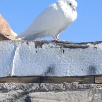 سلام همه کفترا بدن کوچکترین عیب