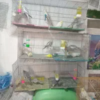 انواع عروس هلندی بار جدید|پرنده|کوهدشت, |دیوار