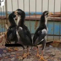 تعداد بالا جوجه اوشامو های ۳۰ روزه