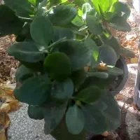 گل برگ قاشقی|گل و گیاه طبیعی|فردوس (خراسان), |دیوار