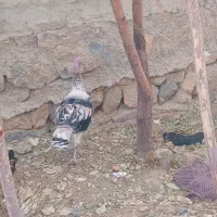 بوقلمون درجه یک|حیوانات مزرعه|کوهرنگ, |دیوار