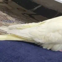 عروس هلندی دیلم