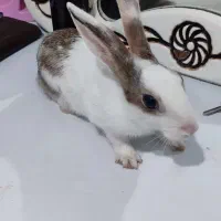 خرگوش