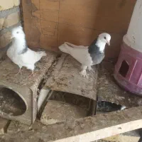 نر طوقی|پرنده|یزد, |دیوار