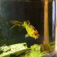 ماهی کوی|ماهی|تهران, افسریه شمالی|دیوار