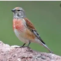 سهره سینه سرخ وگلبسرنر