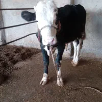 گوساله|حیوانات مزرعه|آق قلا, |دیوار