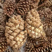 میوه درخت کاج|صنایع دستی و سایر لوازم تزئینی|تهران, آزادشهر|دیوار