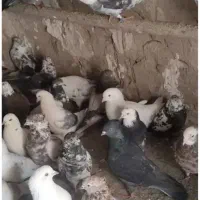 کبوتر پرشی آس