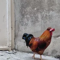 مرغ و خروس محلی رسمی جوان۶ماهه شهرری|حیوانات مزرعه|ری, دیلمان|دیوار